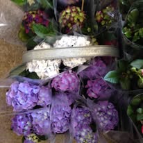 Purple Hortensia